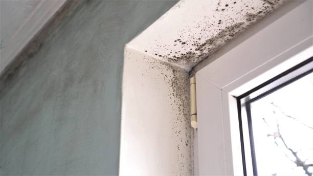Garland, NC Mold Removal Company