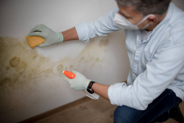 Best Same-Day Mold Removal  in Garland, NC